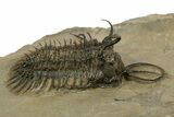 Short-Fork Walliserops Hammi Trilobite With Morocops #344580-5